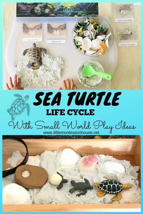 Sea Turtle Life Cycle Craft, Sea Turtle Project, Turtle Theme Preschool Activities, Sea Turtle Project For School, Montessori Turtle Activities, Turtle Life Cycle Craft, World Turtle Day Activities, Turtle Life Cycle Preschool, Sea Turtle Diorama