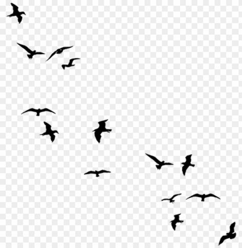 Clear Background Images, Birds Silhouette, Bird Png, Birds Black Background, Birds Png, Bird Flying Top View, Sky Background Png, Background Birds Flying, Bird Flying Front View