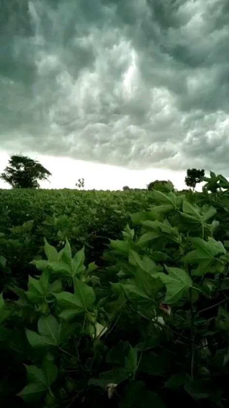 Rain Nature Photography, Nature Videos For Status, Rain Images Beautiful, Rain Status, Beautiful Nature Photography, Rain Video, Beautiful Views Video, Cloudy Sky, Beautiful Images Nature