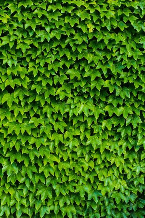 Japanese Ivy Types Of Ivy, Calming Images, 4k Wallpaper Iphone, Plant Clips, Grass Wallpaper, Wild Photography, Ivy Plants, Technology Wallpaper, Close Up Photography