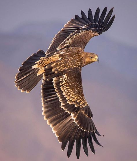 Golden Eagle Aesthetic, Philippine Eagle Flying, Golden Eagle Photography, Golden Eagle Flying, Hawk Flying, Roman Eagle, Philippine Eagle, Aigle Royal, Eagle Flying