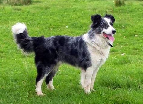 welsh sheepdog photo | Welsh_Sheepdog. | Welsh Sheepdog Welsh Sheepdog, Scotch Collie, English Shepherd, Collie Mix, Rough Collie, Pretty Dogs, Types Of Dogs, Water Dog, Dog Sledding