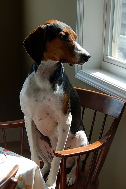 Tiny Fluffy Puppies, Walker Hound, Coonhound Puppy, Jack Terrier, Coon Hunting, Walker Coonhound, Treeing Walker Coonhound, English Shepherd, Fluffy Puppies