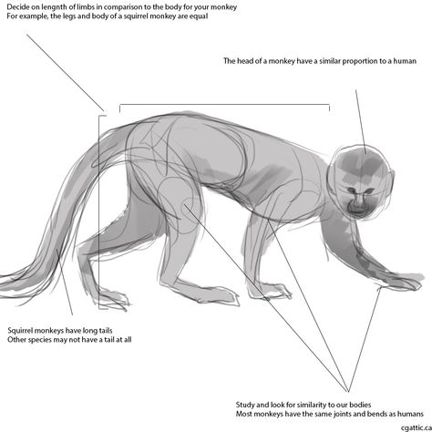 Monkey Anatomy Drawing, Squirrel Monkey Drawing, Monkey Anatomy, Monkey Drawings, Draw A Monkey, Gesture Sketch, Wizard Of Oz Characters, Realistic Animal Drawings, Dragon Anatomy