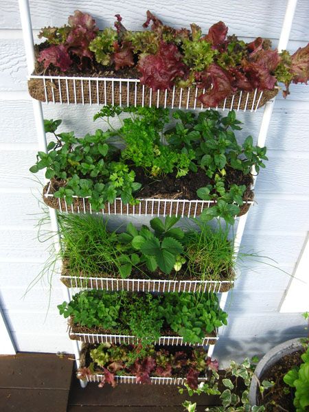 Salad Garden, Diy Garden Landscaping, Vertical Vegetable Gardens, Vertical Vegetable Garden, Small Vegetable Gardens, Vegetable Garden Diy, Potager Garden, Garden Containers, Vegetable Garden Design