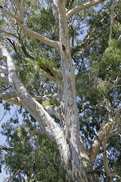 Eucalyptus camaldulensis Red River Gum, Murray Red Gum, River Red Eucalyptus Eucalyptus Camaldulensis, Eucalyptus Deglupta, Mini Serre, Australian Trees, Apricot Tree, Coffee Tree, Eucalyptus Tree, Lilac Roses, Plum Tree