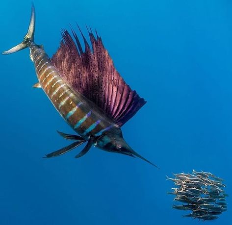 Sailfish Sail Fish, Underwater Images, Salt Water Fishing, Fishing Photography, Offshore Fishing, Coral Reefs, Ocean Creatures, Underwater Photography, Underwater World