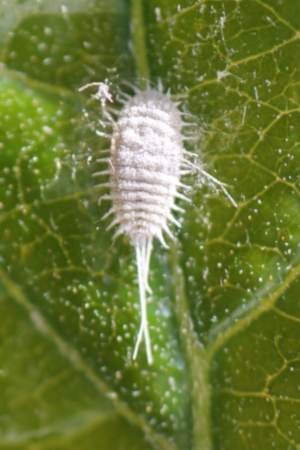 Bad Bugs, Insect Spray, Scale Insects, Ficus Tree, Inside Plants, Plant Diseases, Mulberry Tree, Citrus Trees, Peach Trees