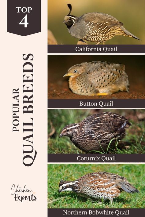 QUAIL | Experts Unveil The Quail – The Ultimate Guide 📙 - chickenexperts Types Of Quail, Quail Breeds, Quail House, Button Quail, Quail Coop, Raising Quail, Bantam Chickens, Backyard Chicken Farming, Chicken Life