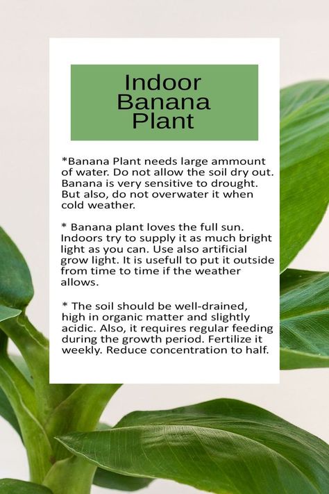 Banana Plant Indoor, Banana Plant Care, Banana Plant, Plant Care Tips, Banana Plants, Indoor Plant Care, Banana Tree, Tree Care, Little Garden