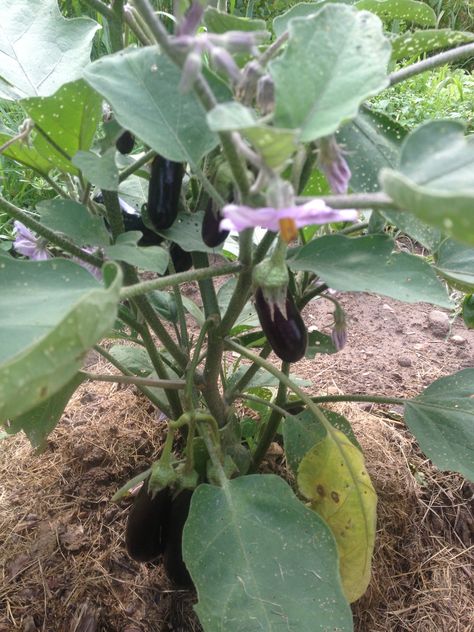 Hansel Mini Eggplant - This plant (from Bonnie Plants) produces miniature purple eggplants while its sister Gretel produces miniature white fruits 3-10 inches long.  It has been a prolific producer but I had to keep an eye out for those pesky flea beetles as they love to ravage the foliage of eggplant!  http://bonnieplants.com/products/vegetables/eggplant/hansel-mini-eggplant Eggplant Tree, Mini Eggplant, Bonnie Plants, Flea Beetles, Gardening Plants, Home Vegetable Garden, Variety Of Fruits, Eggplant Purple, Veggie Garden