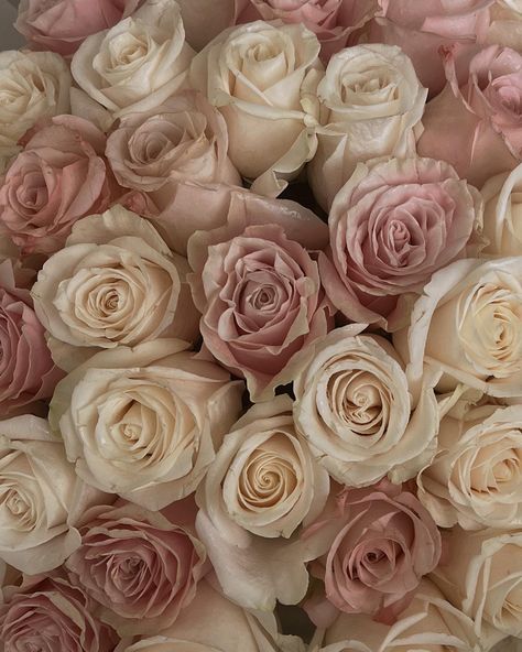 Light Pink And Beige Aesthetic, Beige And Light Pink Aesthetic, White And Pink Roses Aesthetic, Tan Pink Aesthetic, Beige Rose Aesthetic, Rose Beige Aesthetic, Muskaan Core, Cream And Pink Aesthetic, Pink And Cream Aesthetic