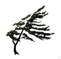 THREADPAINTER'S ART Jack Pine Tree, Jack Pine, Tattoo Tree, Travel Baby Shower Theme, Pine Tree Tattoo, Small Wood Crafts, Sketching Tips, Cricut Stencils, Sweet Tattoos