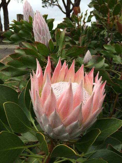 Protea Plant, Flowers In Winter, Pink Protea, Protea Art, Floral Design Classes, Flower Identification, King Protea, Protea Flower, Boho Garden