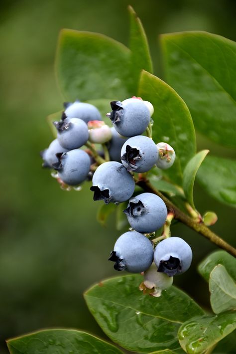 Cheesecake Blueberry, Cake Blueberry, Blueberry Plant, Mountain Nursery, Fruits Photos, Blueberry Fruit, Greenhouse Plants, Blueberry Bushes, Small Shrubs