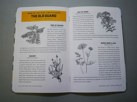 Field Guide Design Layout, Field Guide Design, Foraging Guide, Mushroom Guide, Salted Granola, Guide Design, Guided Imagery, Magazine Layouts, Magazine Spreads