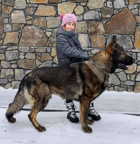 Dog Breed 👉 German Shepherd Dog From @zorg_marinchuk_k9 Zorg Marinchuk K-9 11 months Country 🇺🇦 #ukraine #arispedigree #GermanShepherd #Akc #AKCGermanShepherd, #sablegermanshepherdpuppy Pure Bred German Shepherd, Dutch German Shepherd, German Shepherd Husky Mix Full Grown, German Shepherd K9, Dog Armor, Big German Shepherd, Large German Shepherd, Baby German Shepherds, German Shepherd Husky Mix