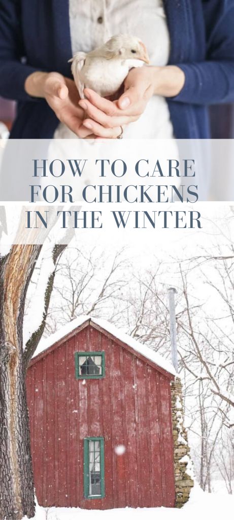 Learn how to care for chickens in winter with this easy tutorial. Follow these tips and tricks for keeping your flock safe and warm over the winter months. #ad #chickens #homesteading #raisingchickens Chickens In Winter, Chicken Coop Winter, Coop Signs, Chicken Coop Blueprints, Chicken Roost, Farming Ideas, Chickens In The Winter, Raising Quail, Chicken Care