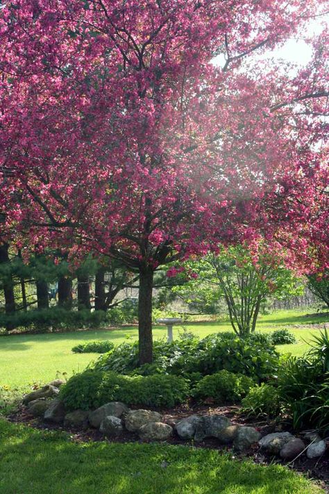 Crab Apple Tree Crab Apple Tree, Landscaping Around Trees, Crabapple Tree, Garden Planner, The Crab, Rose Trees, Crab Apple, Dream Backyard, Garden Trees