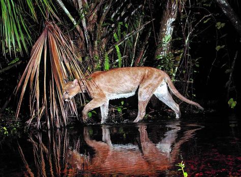 Florida Panther, Wild Hog, Cat Species, Surviving In The Wild, Florida State Parks, Wildlife Habitat, Old Florida, Florida Panthers, Whitetail Deer