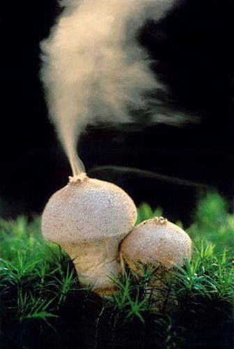 These are all real species of Mushroom - Album on Imgur Puffball Mushroom, Lichen Moss, Mushroom Pictures, Plant Fungus, Slime Mould, Mushroom Fungi, Unusual Plants, Mushroom Art, Wild Mushrooms