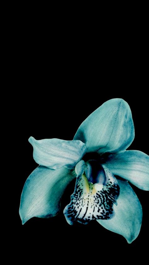 #flower #flowers #exotic #tropical #blue #teal #turquoise #fyp #dark #black #aesthetic #lockscreen #wallpaper Flower Dark Wallpaper, Dark Black Aesthetic, Teal Wallpaper Iphone, Flower Lockscreen, Aesthetic Lockscreen Wallpaper, Turquoise Aesthetic, Flowers Exotic, Flower Dark, Aesthetic Lockscreen