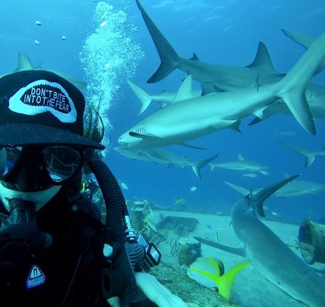 Los mejores sitios de #buceo de las #Bahamas 🦈🐳⛵️🇧🇸 https://yacht.vacations/los-mejores-sitios-de-buceo-de-las-bahamas/  #naufragios #arrecifes #caribe #adrenalina #tiburones #hollywoodsubmarino #spectre #buzos #coral #vidamarina #barcos #catamaran #navegar #Paraiso  #cayos #Playa #nadar #vacaciones #Yates #descubrir Las Bahamas, Bahamas, Fish Pet, Vision Board, Things To Do, Florida, Animals, Instagram