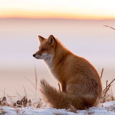 Fox Photos Photography, Fox Images Pictures, Fox Looking Up, Cute Wallpapers Dogs, Fox Reference Photo, Cute Fox Pictures, Fox Eyeliner, Fox Reference, Animals Tattoos