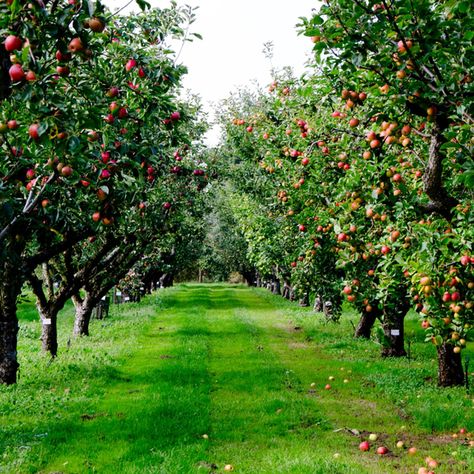 Apple Garden, Orchard Design, Orchard Garden, Future Farms, Fruit Picking, Apple Orchard, Garden Trees, Tree Farms, Apple Tree