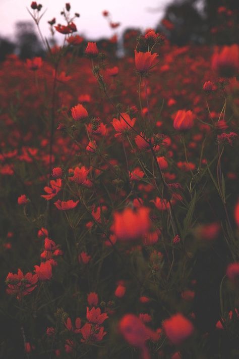 WildSeduction Random Quotes, Red Aesthetic, Flowers Nature, The Words, Pretty Flowers, Pretty Pictures, Red Flowers, Mother Nature, Flower Power