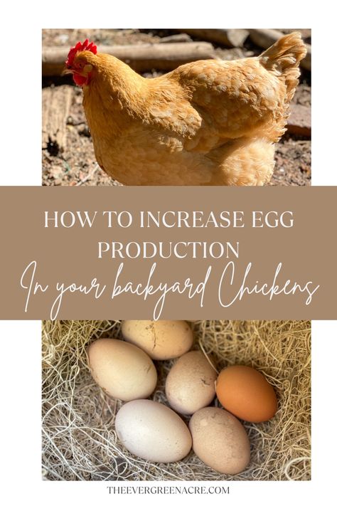 Ever wonder if it's possible to increase the number of eggs your chickens lay? This complete guide will take you through the steps of ensuring your chickens are well cared for, resulting in a higher egg production. From diet, light exposure, and nesting box comfort to understanding natural egg-laying patterns, we will explore the best practices for getting your backyard chickens to lay more eggs. Backyard Homesteading, Best Egg Laying Chickens, Chicken Shed, Growing Organic Vegetables, Chicken Care, Backyard Chicken Farming, Lighting Tips, Egg Production, Homestead Gardens