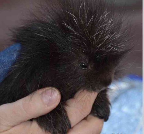 Baby Porcupine, Growing Strong, Funny Animal Quotes, Animal Antics, Cuddly Animals, About Animals, Cute Animal Pictures, Cute Creatures, Sweet Animals