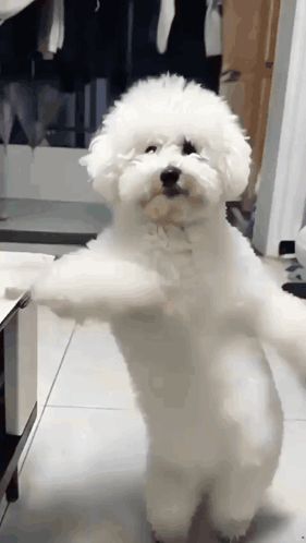 Dancing Dog GIF - Tenor GIF Keyboard - Bring Personality To Your Conversations | Say more with Tenor Dancing Dog Gif, Dog Dancing, Animated Happy Birthday Wishes, Dog Dance, Hello Gif, Holi Wishes, Dancing Gif, Cute Dog Pictures, Jokes And Riddles