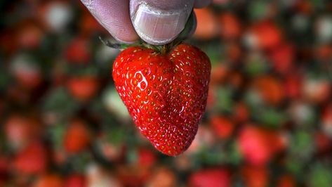 Bottled Starbucks, How To Wash Strawberries, Instant Pot Chinese Recipes, Cucumber Roll Ups, Bug Food, Pancake Cereal, Strawberry Vinegar, Beer Hops, Vinegar Rinse