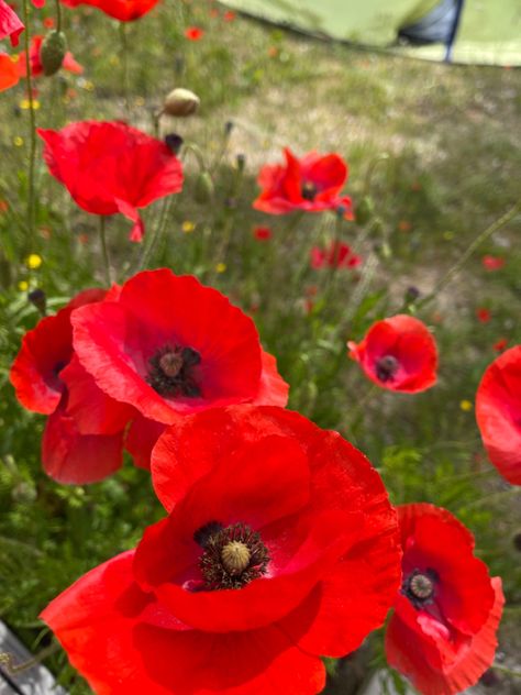 Flowers Poppy, Poppycore Aesthetic, Poppy Plant, Poppys Aesthetic, Flower Poppy, Posies Flowers, Red Flower Aesthetic, Poppies Aesthetic, Poppy Core