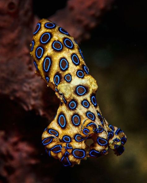 The Largest Octopus Fan Club 🐙 a Nonprofit Organization on Instagram: "At what point did you become fascinated by octopuses? ⬇️ 📸: @magnuslundgrenphotography  Most OctoFans know the blue-ringed octo is a DangerSquish! BUT WHY EXACTLY?  Whelp…their saliva is loaded with a powerful neurotoxin called tetrodotoxin (TTX)  But what makes TTX so deadly?  TTX is highly toxic because of its ability to wreak havoc on our nerve cells.   Our nerves use tiny channels called sodium channels to send electric Spotted Octopus, Blue Ring Octopus, Octopus Photos, Blue Ringed Octopus, Octopus Pictures, Deep Sea Animals, Ringed Octopus, Nerve Cells, Sea Creatures Art