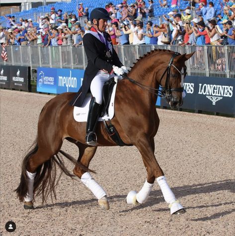 How Do I Know If My Horse's Hind End is Engaged Enough?. Dressage professional Gretchen DeMone answers this reader question. Hoof Print, Equestrian Problems, Increase Engagement, Old Master, A Horse, Schmidt, All Colors, Dressage, Horse Riding