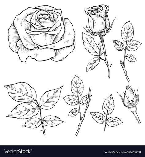 Roses Line Drawing, Rose Leaves Drawing, Rose Leaf Drawing, Rose Line Drawing, Drawn Roses, Drawn Rose, Gradient Image, Rose Line Art, Beginner Drawing Lessons