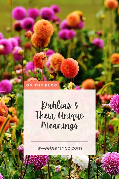 Today we’re talking about something a little different: the meaning of dahlias. Did you know that dahlia varieties have different meanings based on their color? We’re going to cover the meanings of some of our favorite types in this blog post. Dahlia Meaning Language Of Flowers, Dahlia Flower Meaning, Daliah Flower, Delilah Flower, Dahlia Flower Garden, Dahlia Varieties, Flower Poem, Slow Flower, Unique Meaning