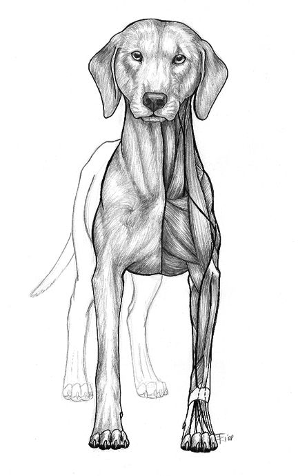 Dog Front View Drawing, Dog Front View, Canine Anatomy, Dog Face Drawing, Old Sketches, Dog Tumblr, Publish A Book, Dog Training School, Concept Drawing