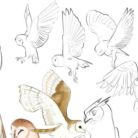 Owl Wing Anatomy, Owl Drawing, Barn Owl Drawing, Wings Sketch, Barn Owl Art, Owl Head, Owl Wings, Disney Drawings Sketches, Owl Artwork