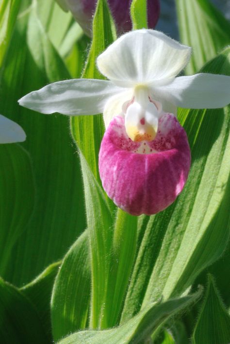 Minnesota Flowers, Lady Slipper Flower, Pink Lady Slipper, Orchids Flowers, Lady Slipper Orchid, Lady Slipper, Minnesota State, Wild Orchid, Beautiful Orchids