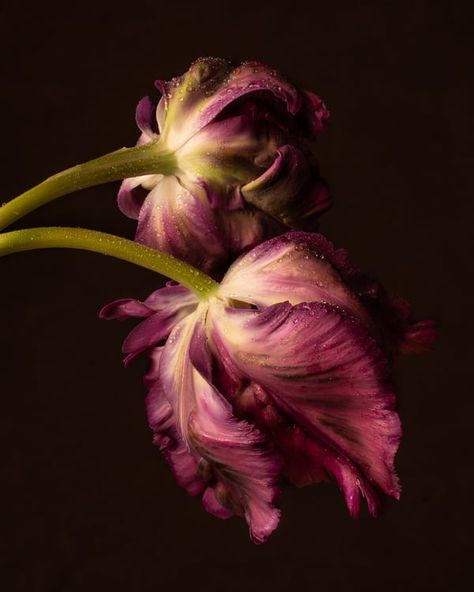 Botanical Photography, Artfully Walls, Parrot Tulips, Tulips Garden, Dark Flowers, Nothing But Flowers, Photography Prints Art, Flower Therapy, Floral Photography