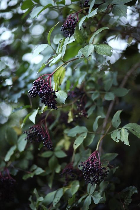 Homemade Elderberry Syrup Elderberry Aesthetic, Animal Encyclopedia, Elderberry Tree, Elderberry Plant, Homemade Elderberry, Goth Garden, Wild Berries, Elderberry Syrup, Food Stories