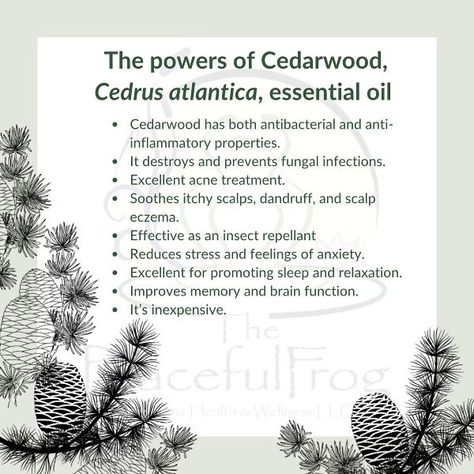 So many uses for cedarwood. Fun fact - In 1960, cedarwood essential oil was registered as a pesticide with the EPA due to its effectiveness in stopping moths from eating clothing. #cedarwoodessentialoil #cedarwood #benefitsofcedarwoodessentialoil #essentialoils #aromatherapy #aromatherapist #holistichealth #holostichealing #holistic #thepeacefulfrog Cedarwood Essential Oil Benefits, Cedarwood Essential Oil Uses, Cedarwood Oil, Cedarwood Essential Oil, Essential Oil Benefits, Itchy Scalp, Fungal Infection, Improve Memory, Essential Oil Uses