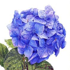 Hur Man Ritar Blommor, Watercolor Hydrangea, Watercolour Illustration, Botanical Painting, Botanical Watercolor, Flower Printable, Botanical Drawings, Color Pencil Art, Hydrangea Flower