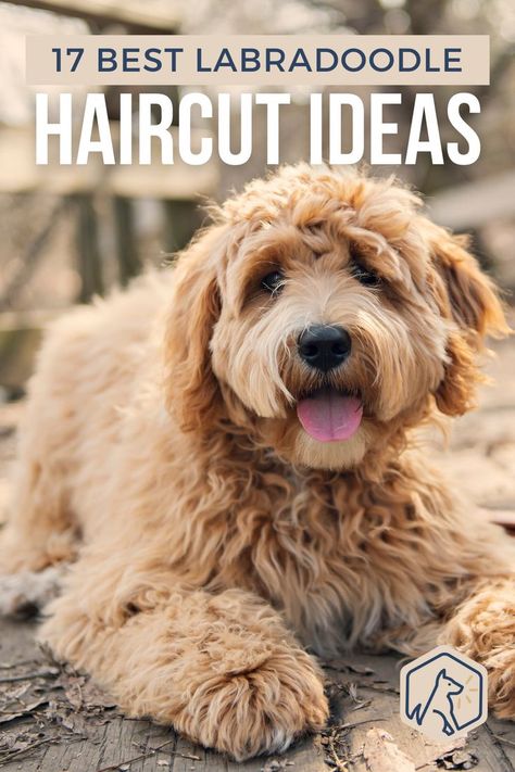 Labradoodle Cuts Haircuts, Labradoodle Puppy Cut, Labradoodle Grooming Haircuts, Labradoodle Hair, Australian Labradoodle Grooming, Labradoodle Haircut Style, Labradoodle Cuts, Labradoodle Haircut, Labradoodle Grooming