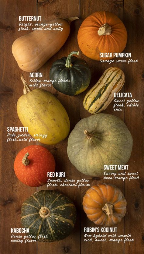 How to sweeten seasonal dishes with squash Sweet Meat Squash, How To Grow Acorn Squash, Squash Identification, Growing Acorn Squash, Squash Photo, Growing From Seeds, Squash Garden, Autumn Dinners, Cooking Charts