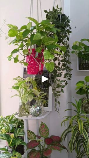 Money Plant In Water, Pothos In Water, Plant Hanging, Golden Pothos, Money Plant, Audio, Money, Plants, Water