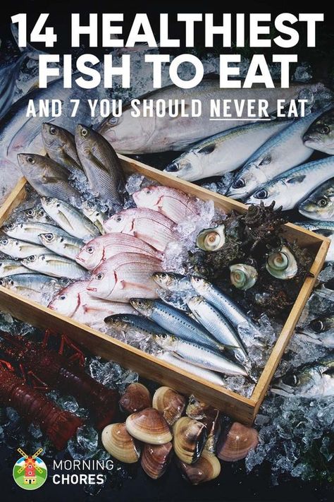 14 Healthiest & Best Fish to Eat (and 7 to Absolutely Steer Clear of) Best Fish To Eat, Fish Benefits, Fish To Eat, Pescatarian Diet, Grape Salad, Healthiest Seafood, Pescatarian Recipes, Healthy Fish, Healthy Food List